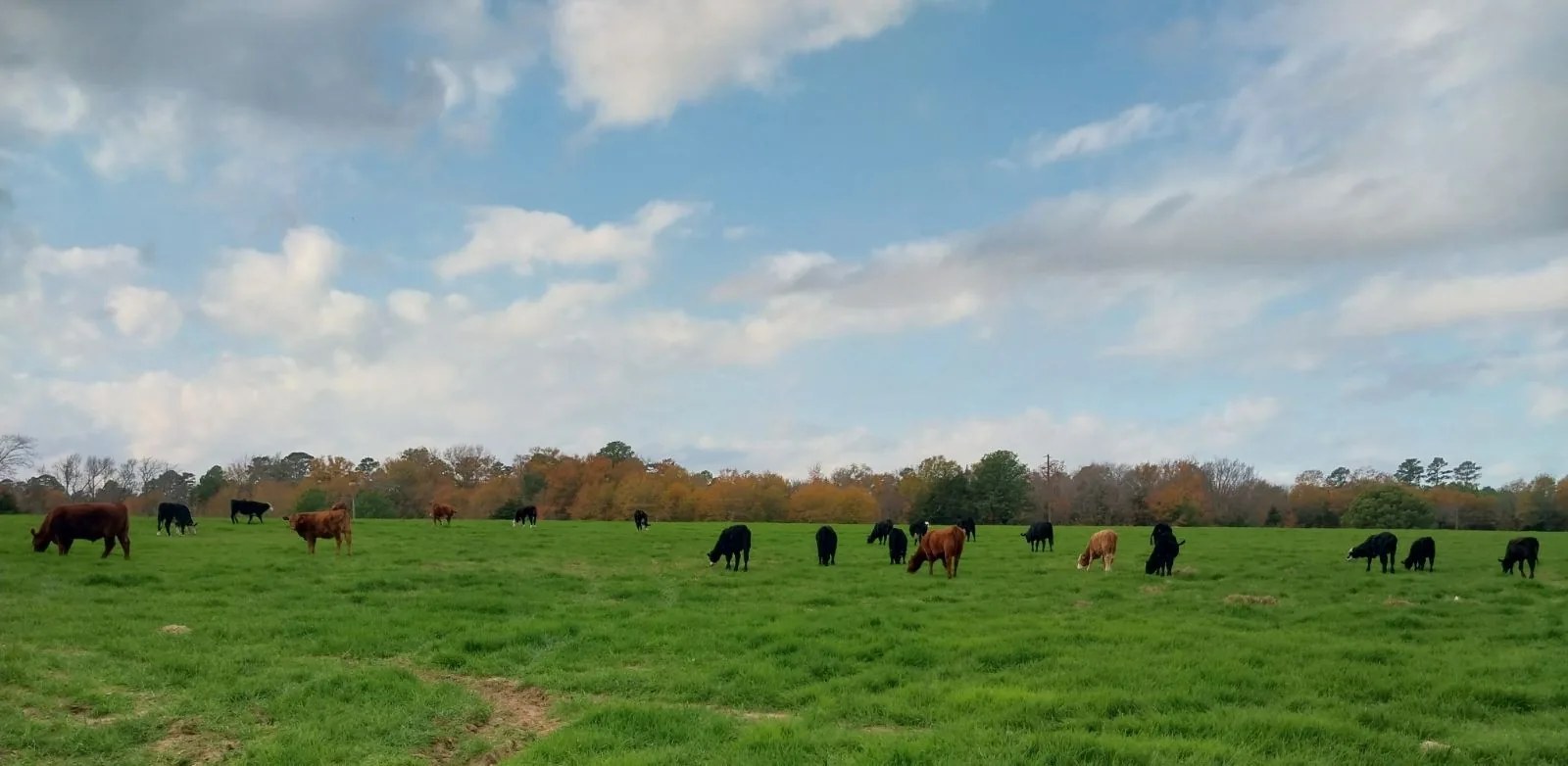 Cattle grazing in an established green pasture