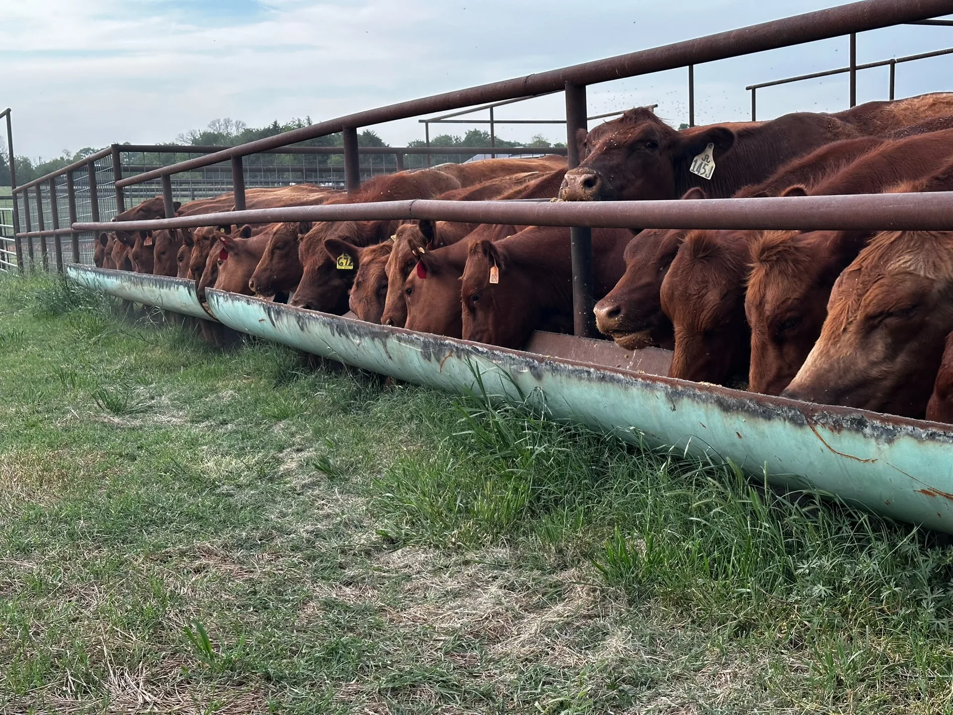 Cattle at a ranch feeding line