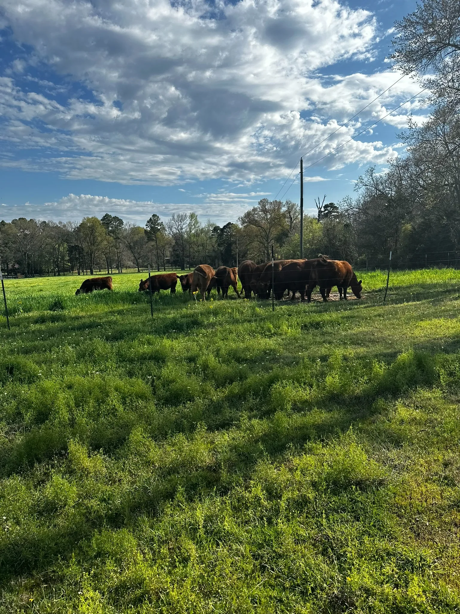 Cattle moving across an East Texas ranch pasture