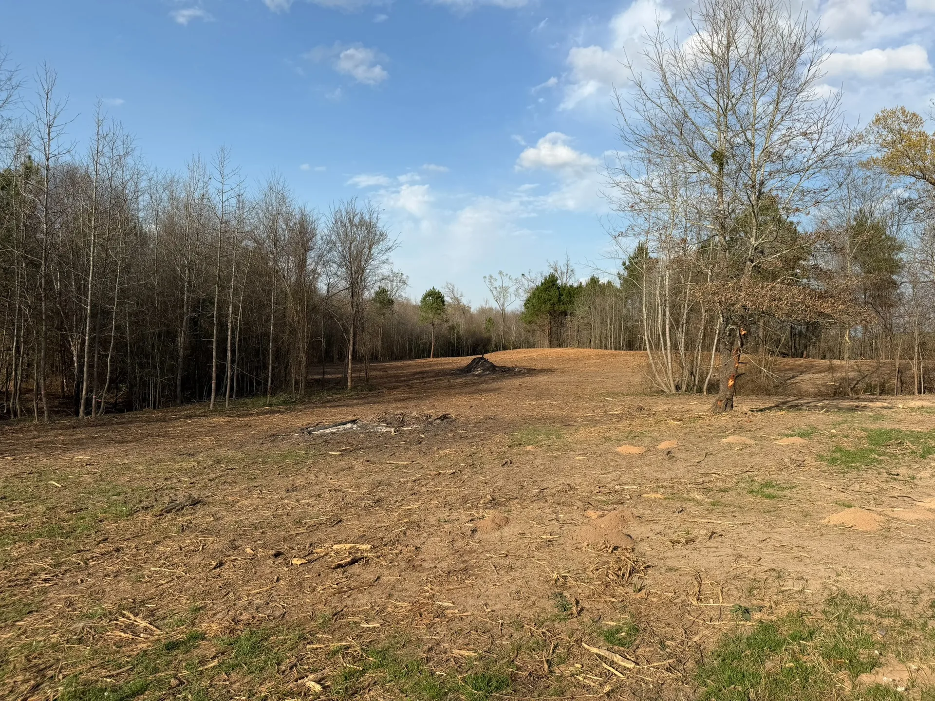 Cleared land surrounding a preserved mature oak tree