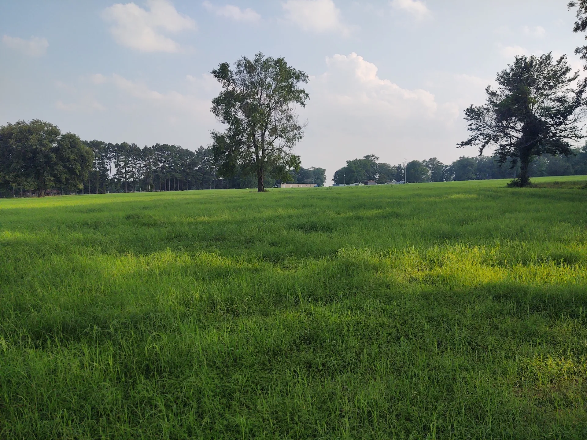 Dense established forage in the completed pasture