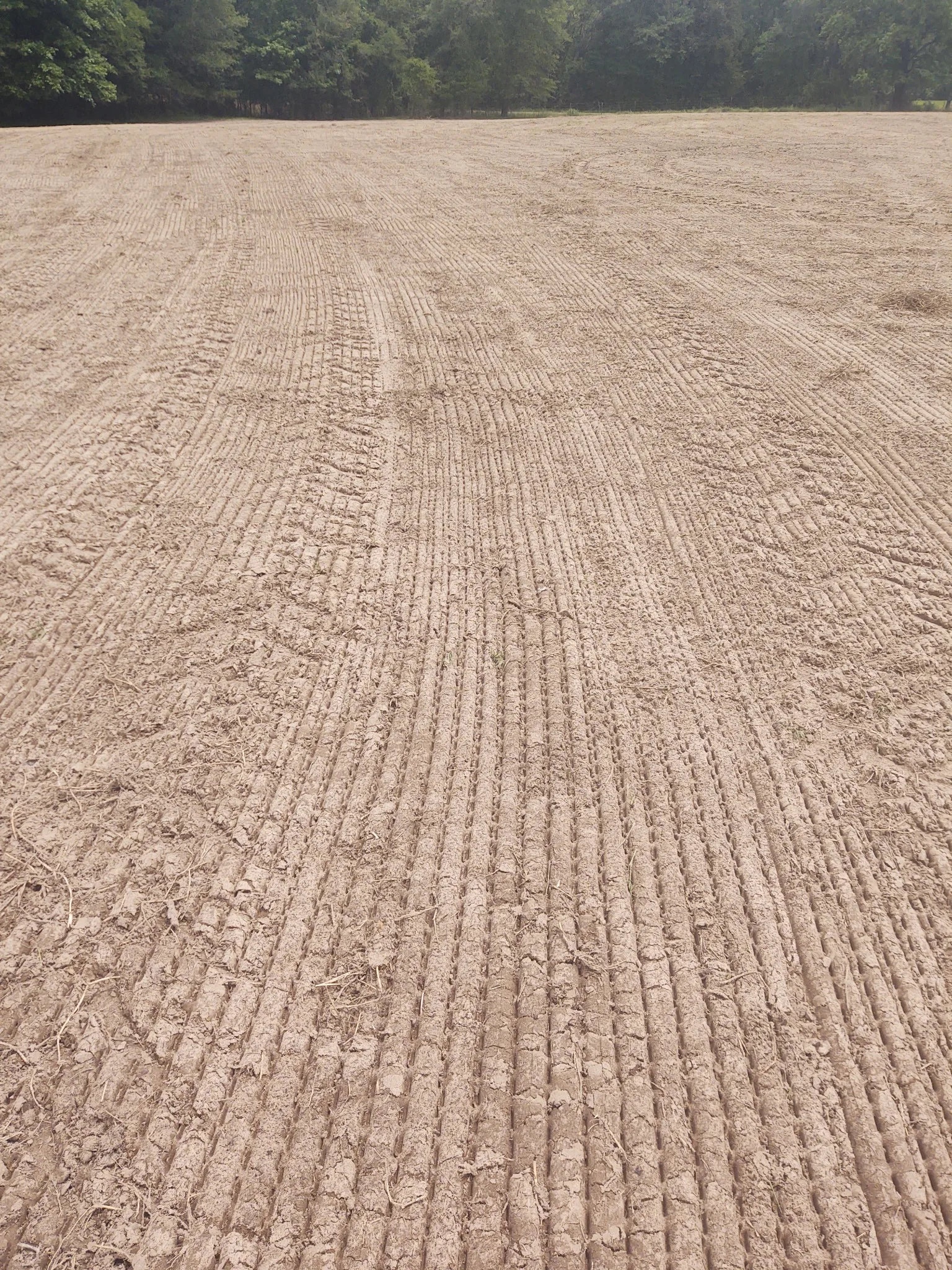 Bare prepared field before pasture planting