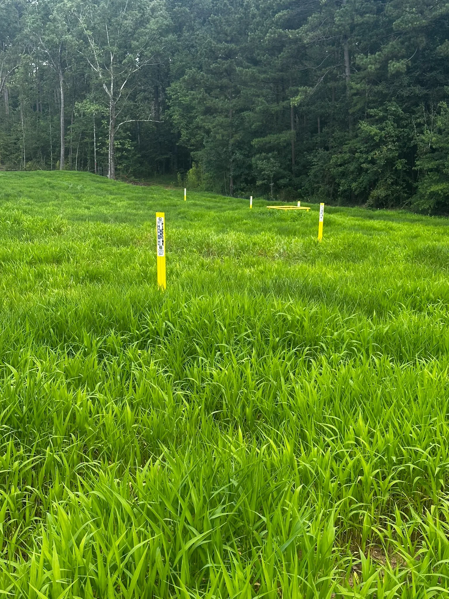 Established vegetation on a Louisiana right-of-way
