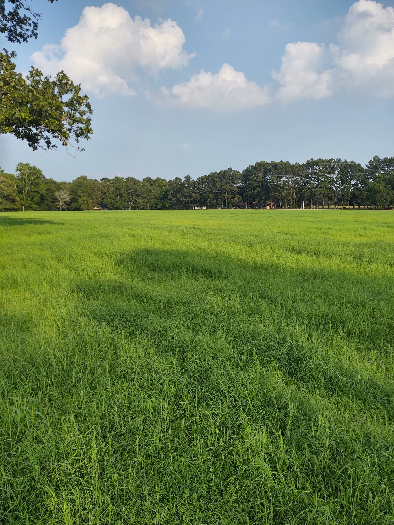 Established East Texas pasture after planting
