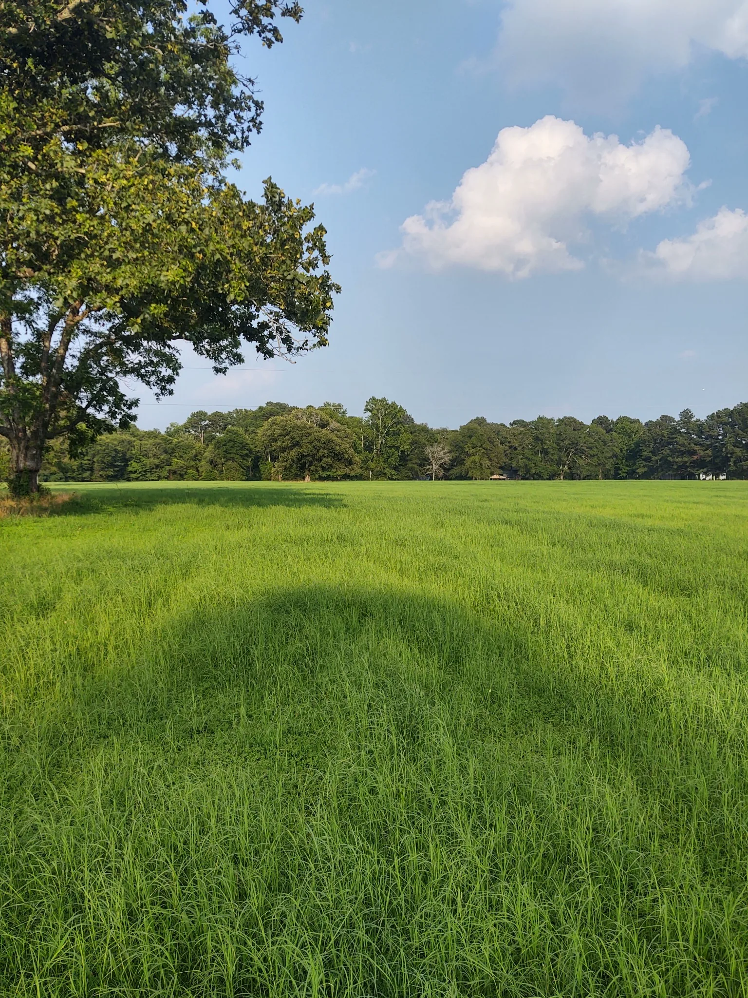 Healthy pasture growth after planting